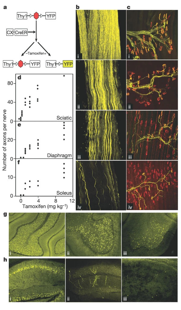 https://media.springernature.com/lw685/springer-static/image/art%3A10.1038%2Fnature01844/MediaObjects/41586_2003_Article_BFnature01844_Fig1_HTML.jpg?as=webp