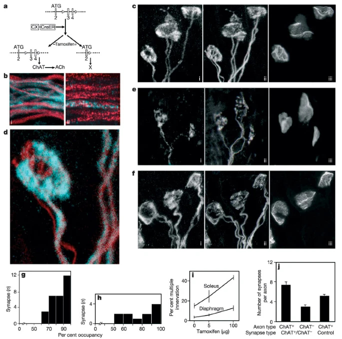 https://media.springernature.com/lw685/springer-static/image/art%3A10.1038%2Fnature01844/MediaObjects/41586_2003_Article_BFnature01844_Fig2_HTML.jpg?as=webp