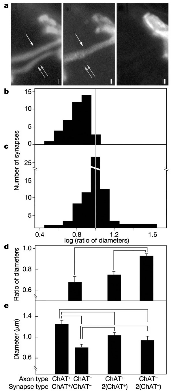 https://media.springernature.com/lw685/springer-static/image/art%3A10.1038%2Fnature01844/MediaObjects/41586_2003_Article_BFnature01844_Fig3_HTML.jpg?as=webp