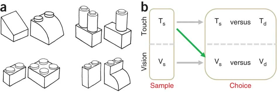 https://media.springernature.com/full/springer-static/image/art%3A10.1038%2Fnn.2795/MediaObjects/41593_2011_Article_BFnn2795_Fig1_HTML.jpg?as=webp