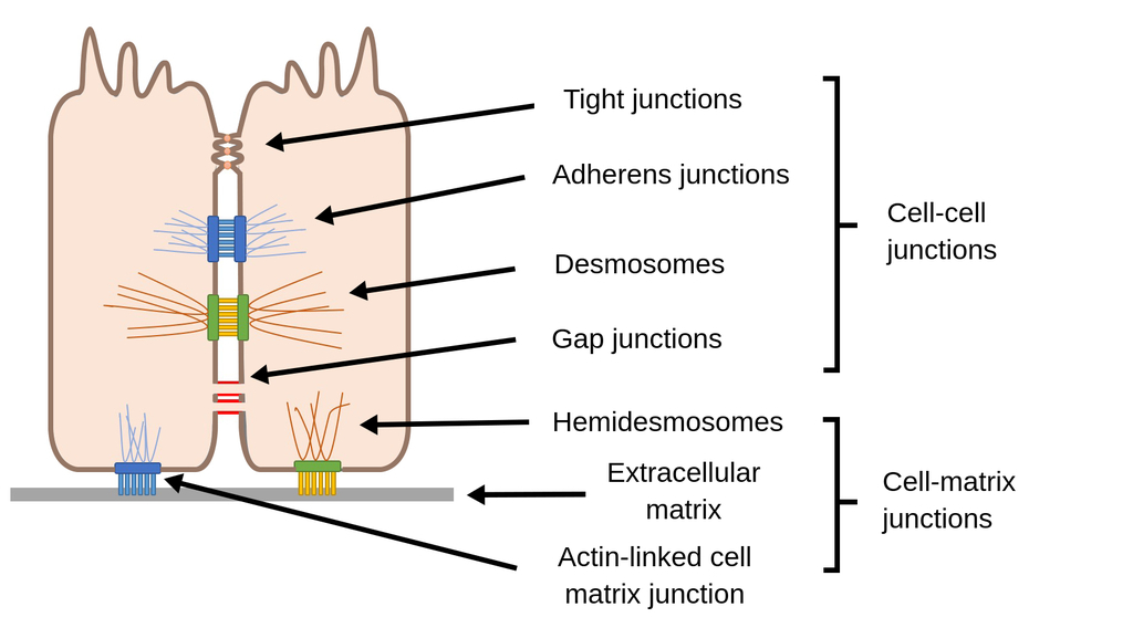 https://labster-image-manager.s3.amazonaws.com/4e37e1a3-e952-4ac1-875d-784512672690/Epithelial_Junctions.en.x1024.png