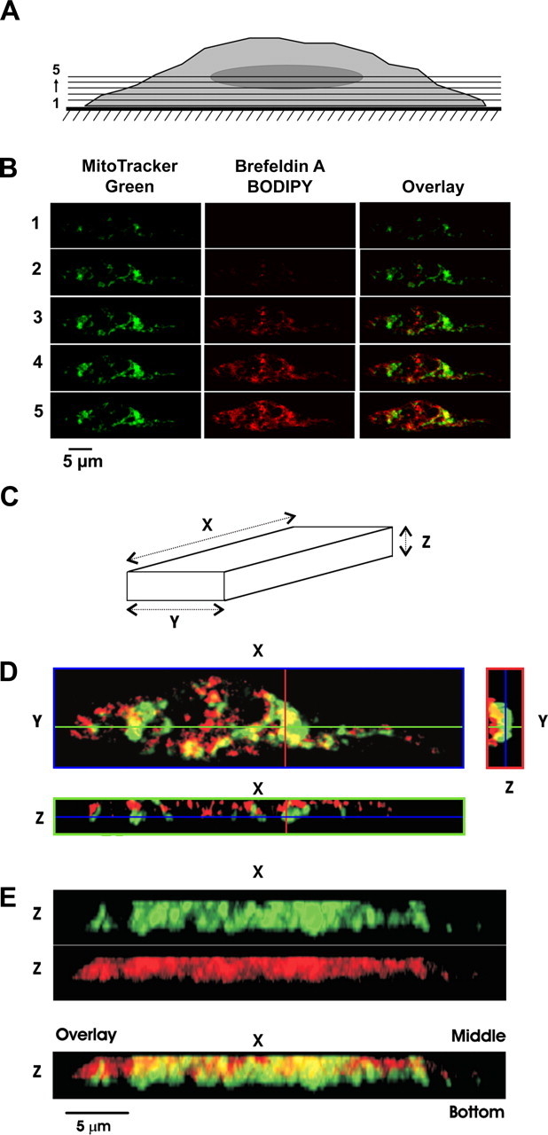 https://journals.physiology.org/cms/10.1152/ajplung.90341.2008/asset/images/large/zh50030953760001.jpeg