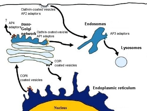 https://www.abcam.cn/ps/cms/Images/Clathrinfig1a1.gif