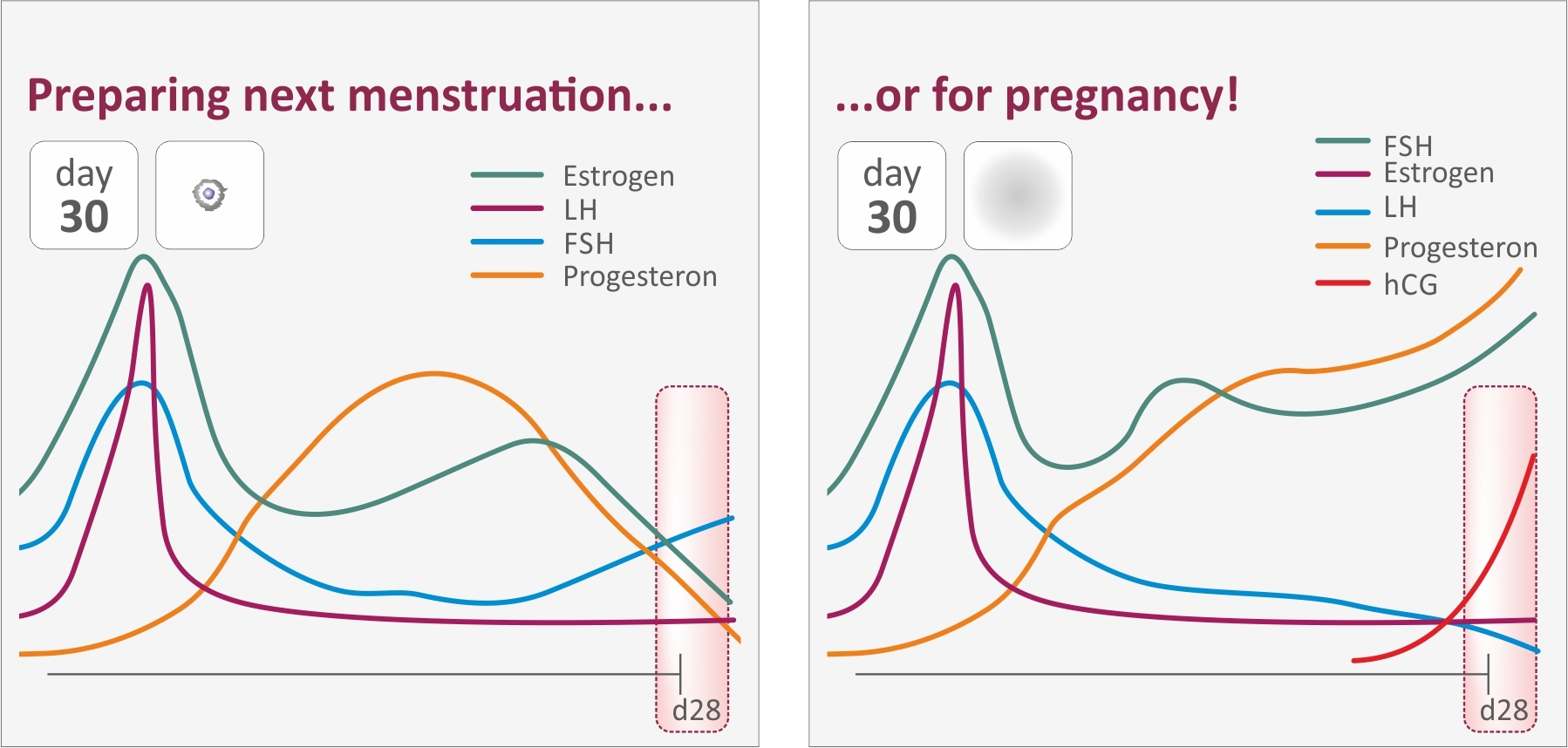 https://www.profecund.com/img/profecund-preparing-pregnancy.jpg