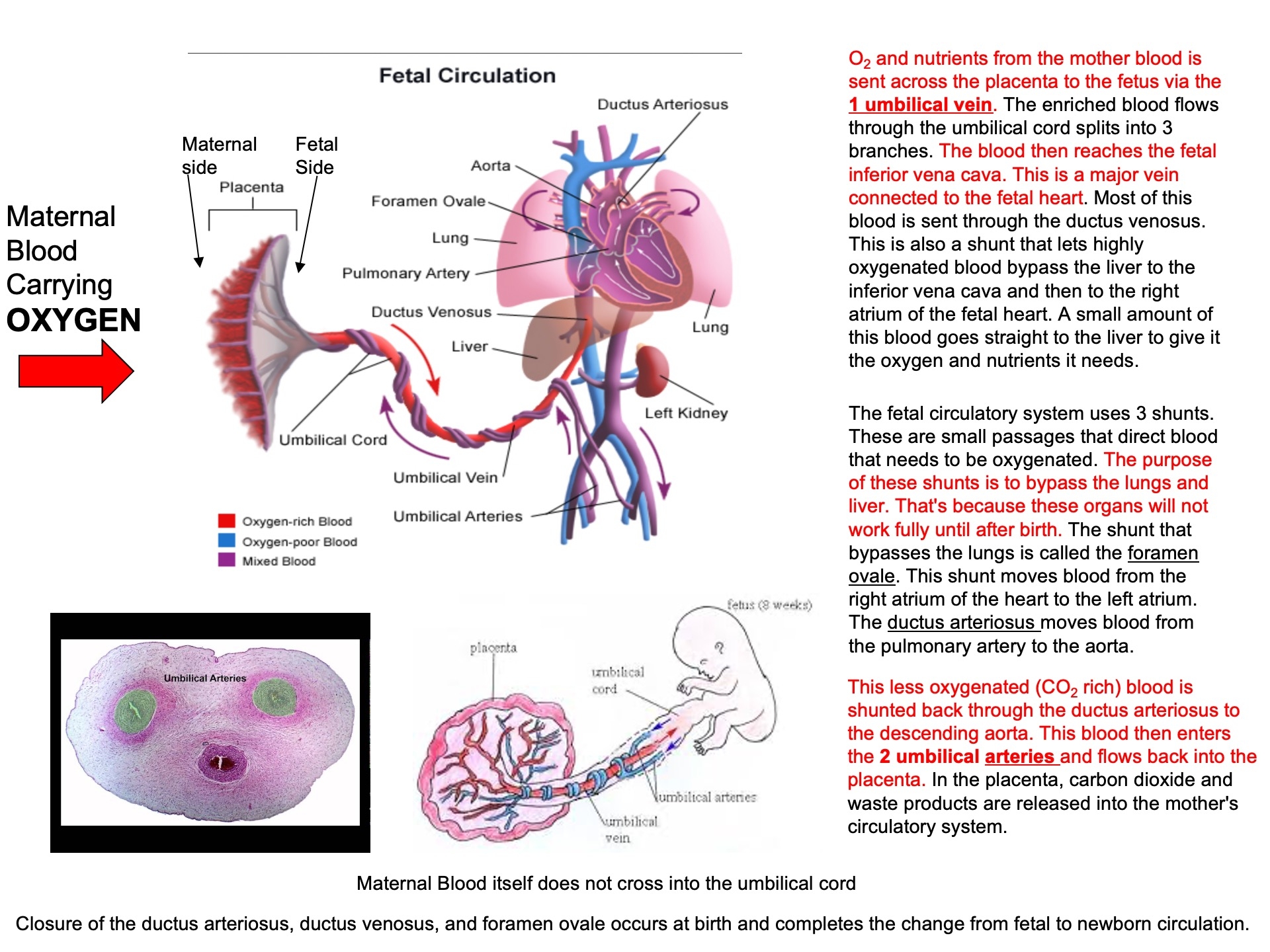 016 - Embryology