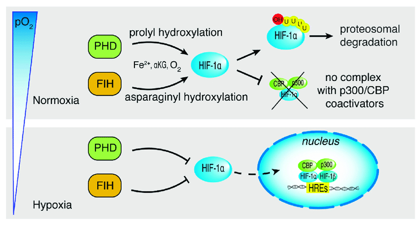 https://www.researchgate.net/publication/351917135/figure/fig1/AS:1028124154277890@1622135308397/Oxygen-dependent-regulation-of-HIF-1a-Under-normoxia-upper-panel-HIF-1a-proline.png