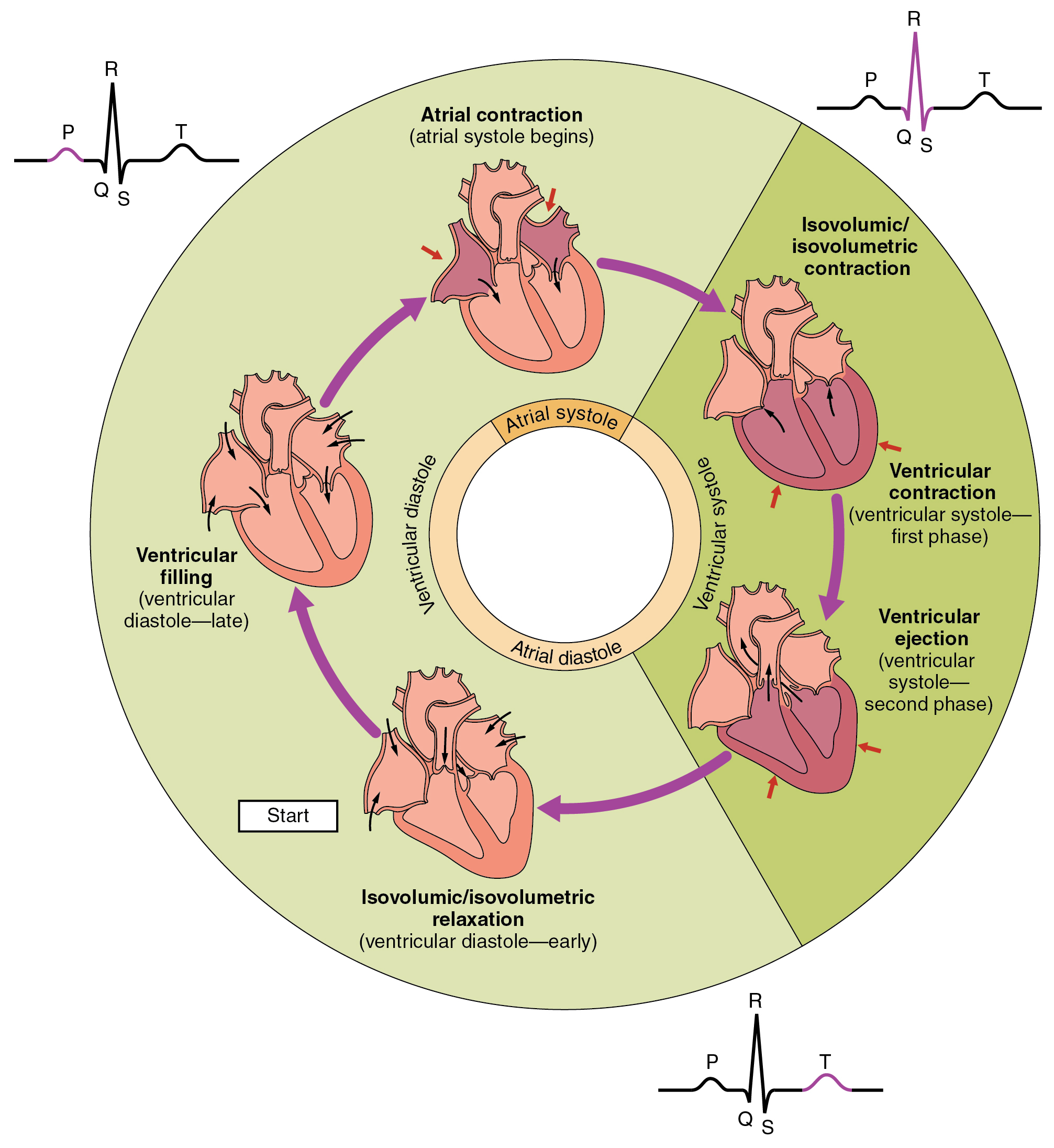 https://philschatz.com/anatomy-book/resources/2027_Phases_of_the_Cardiac_Cycle.jpg