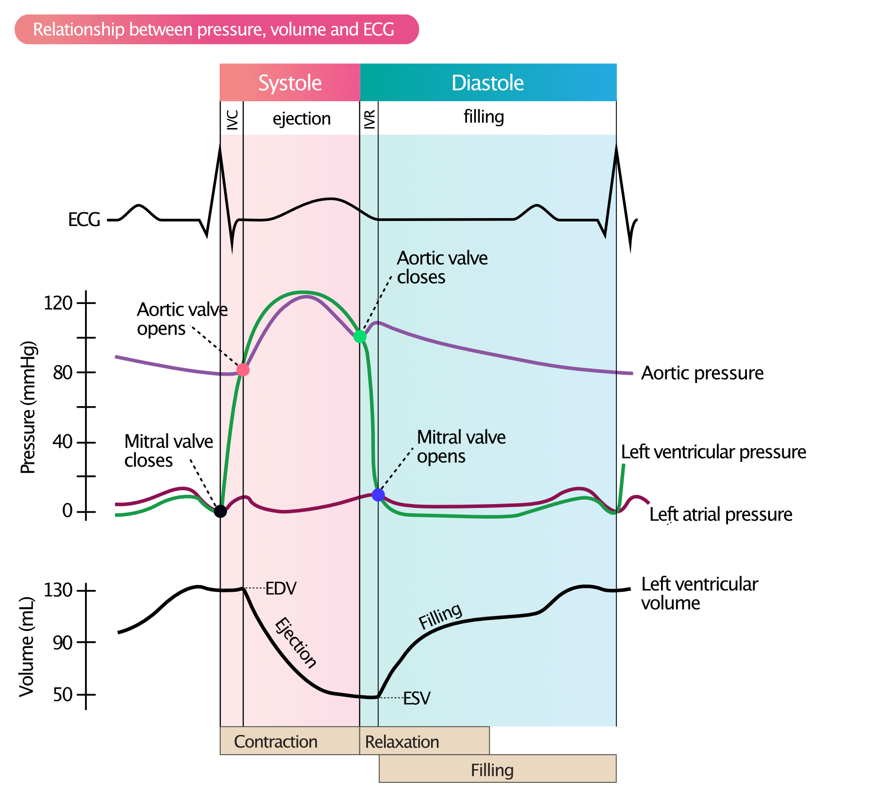 https://ecgwaves.com/wp-content/uploads/2019/12/ventricular-pressure-volume-relationship-stroke-volume-diastole-systole-1.jpg