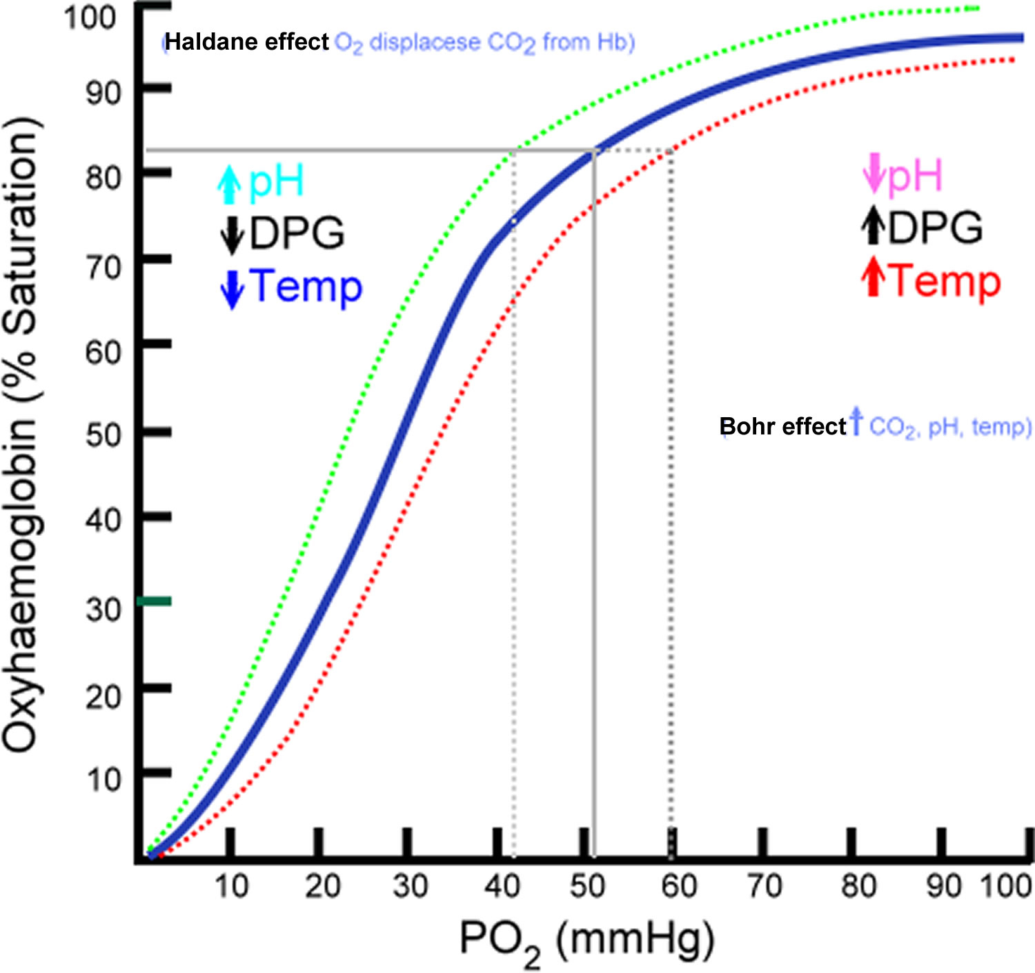 https://healthjade.net/wp-content/uploads/2019/11/Haldane-effect.jpg