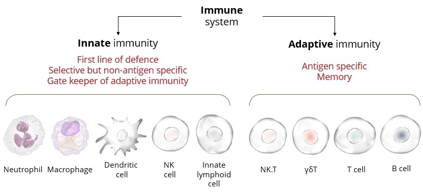 https://www.innate-pharma.com/sites/default/files/inline-images/Immune%20system_0.jpg