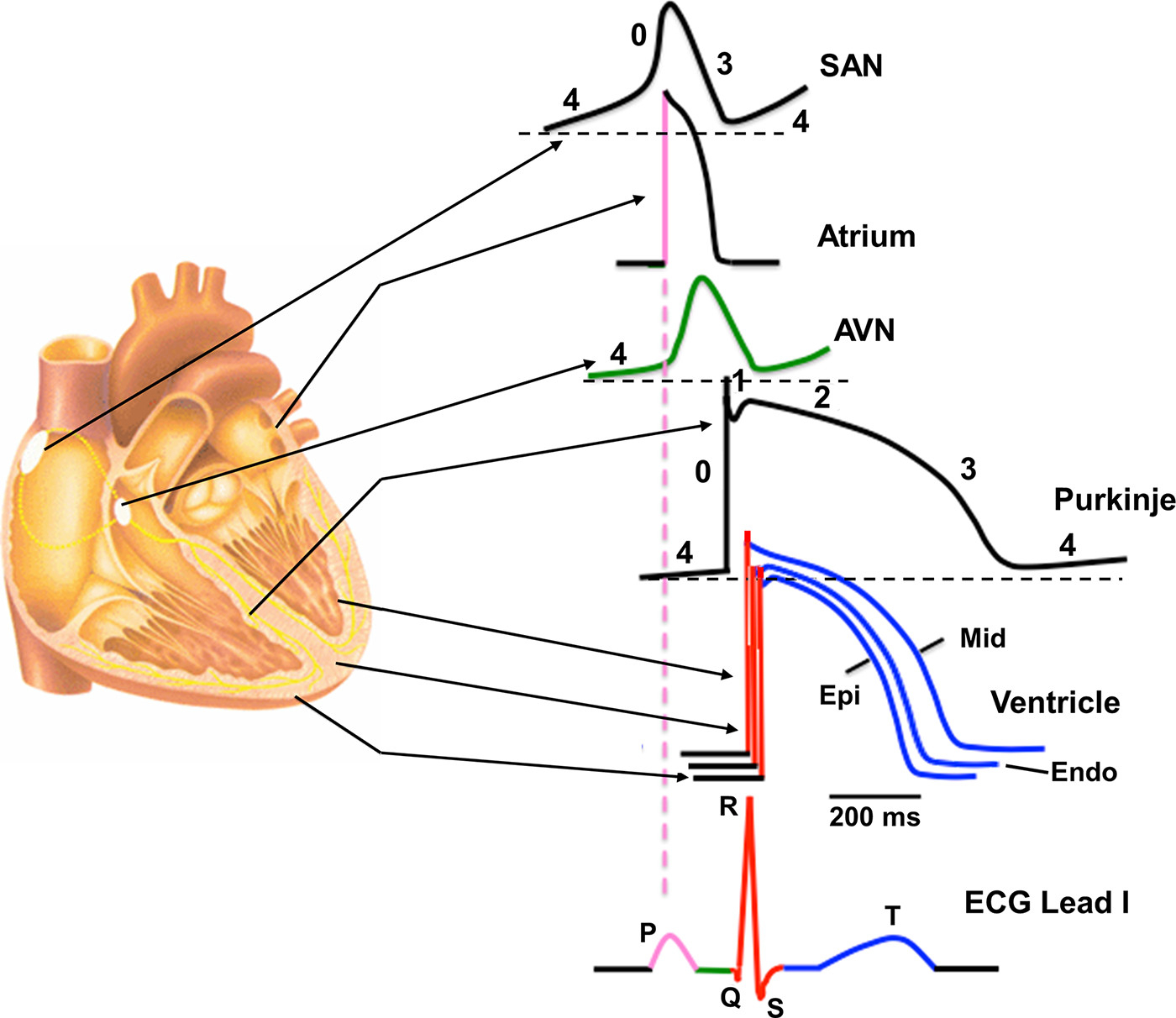 https://journals.physiology.org/cms/10.1152/physrev.00024.2019/asset/images/large/physrev.00024.2019_f001.jpeg