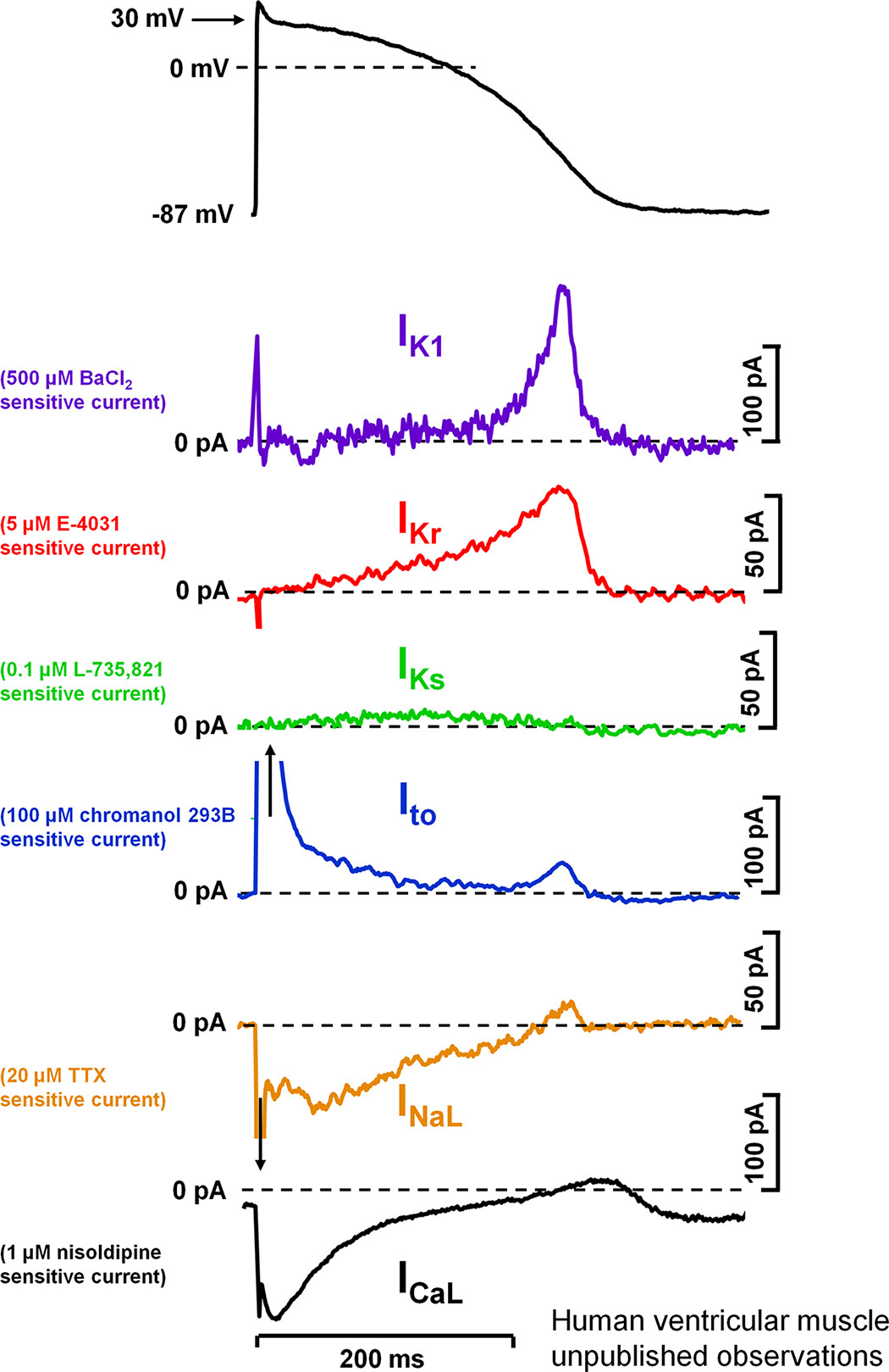 https://journals.physiology.org/cms/10.1152/physrev.00024.2019/asset/images/large/physrev.00024.2019_f004.jpeg