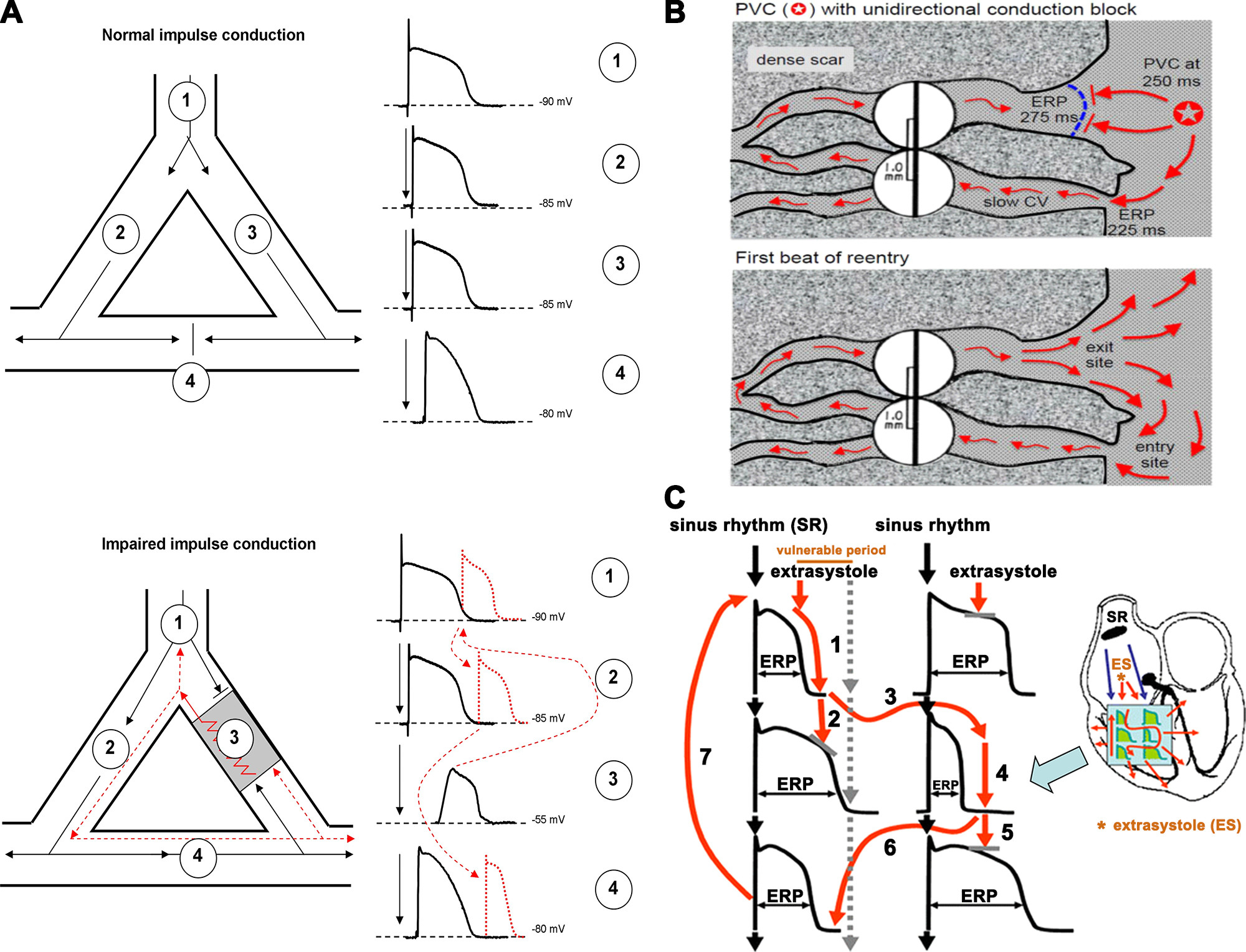 https://journals.physiology.org/cms/10.1152/physrev.00024.2019/asset/images/large/physrev.00024.2019_f002.jpeg