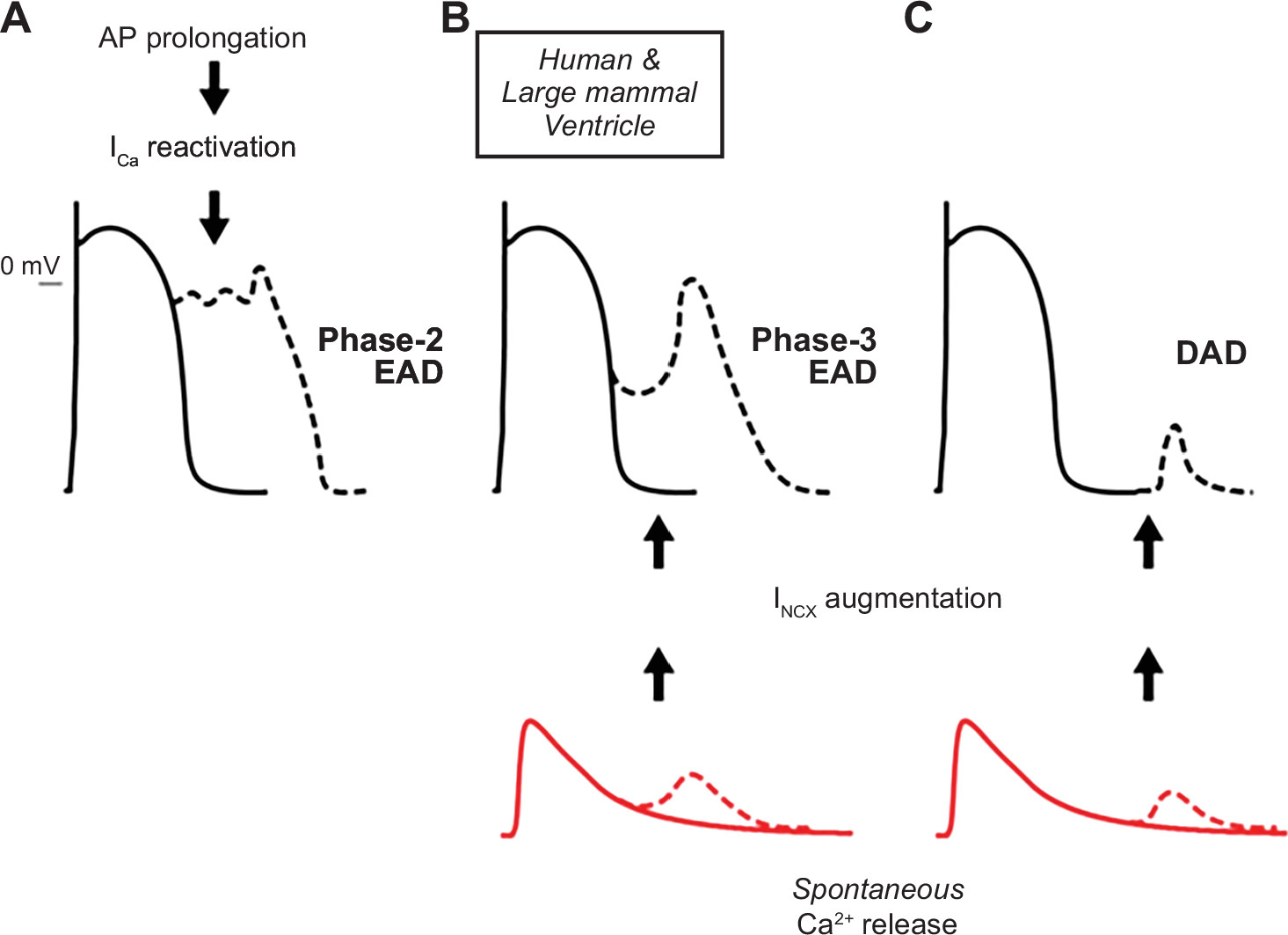 https://journals.physiology.org/cms/10.1152/physrev.00024.2019/asset/images/large/physrev.00024.2019_f0010.jpeg