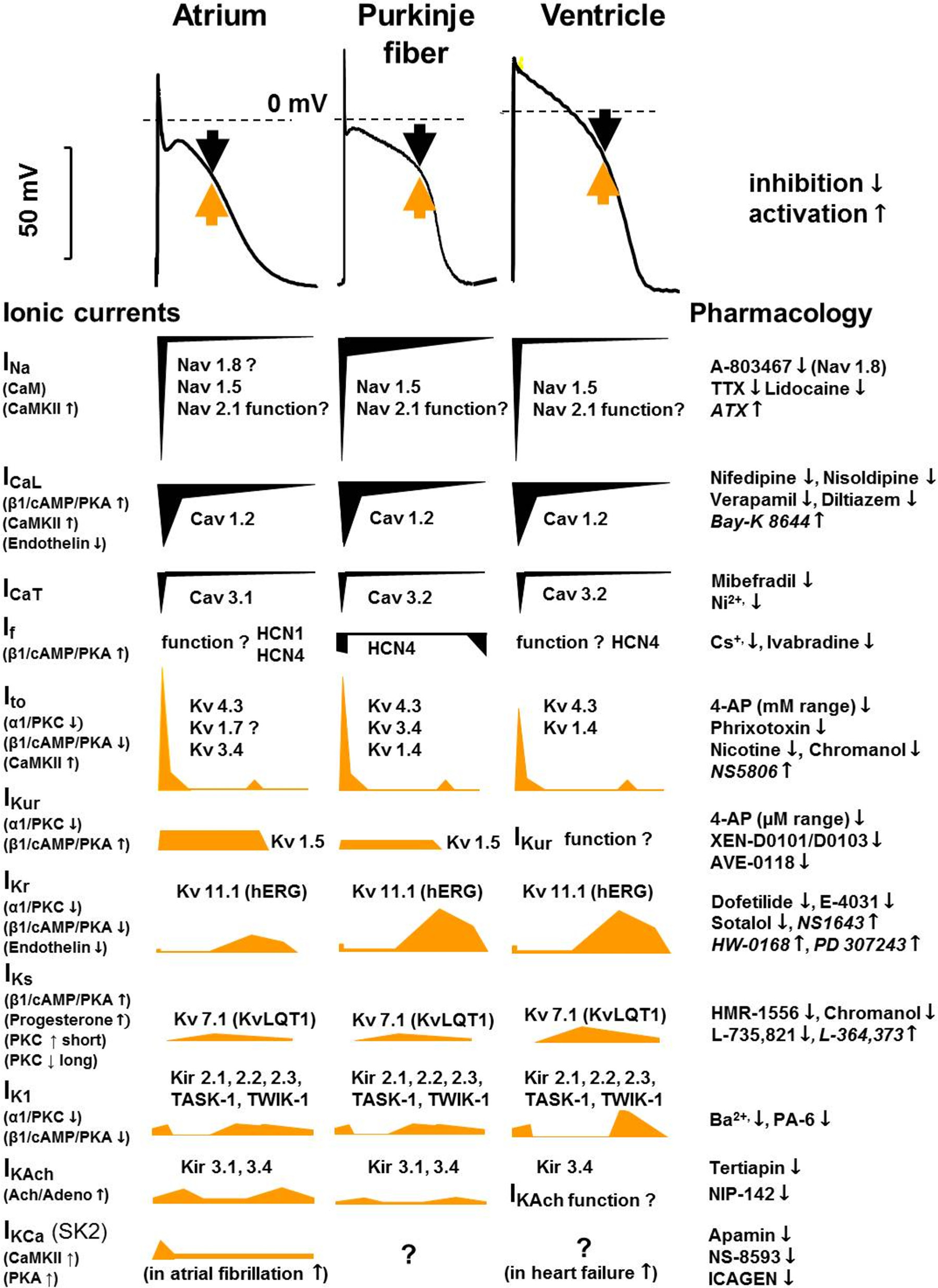 https://journals.physiology.org/cms/10.1152/physrev.00024.2019/asset/images/large/physrev.00024.2019_f006.jpeg