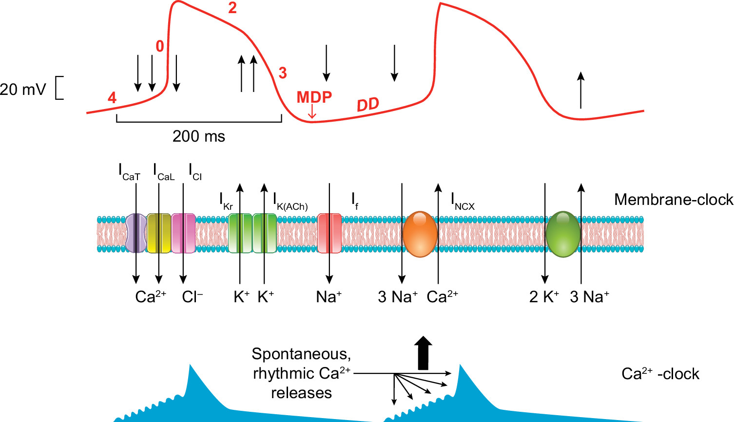 https://journals.physiology.org/cms/10.1152/physrev.00024.2019/asset/images/large/physrev.00024.2019_f0011.jpeg
