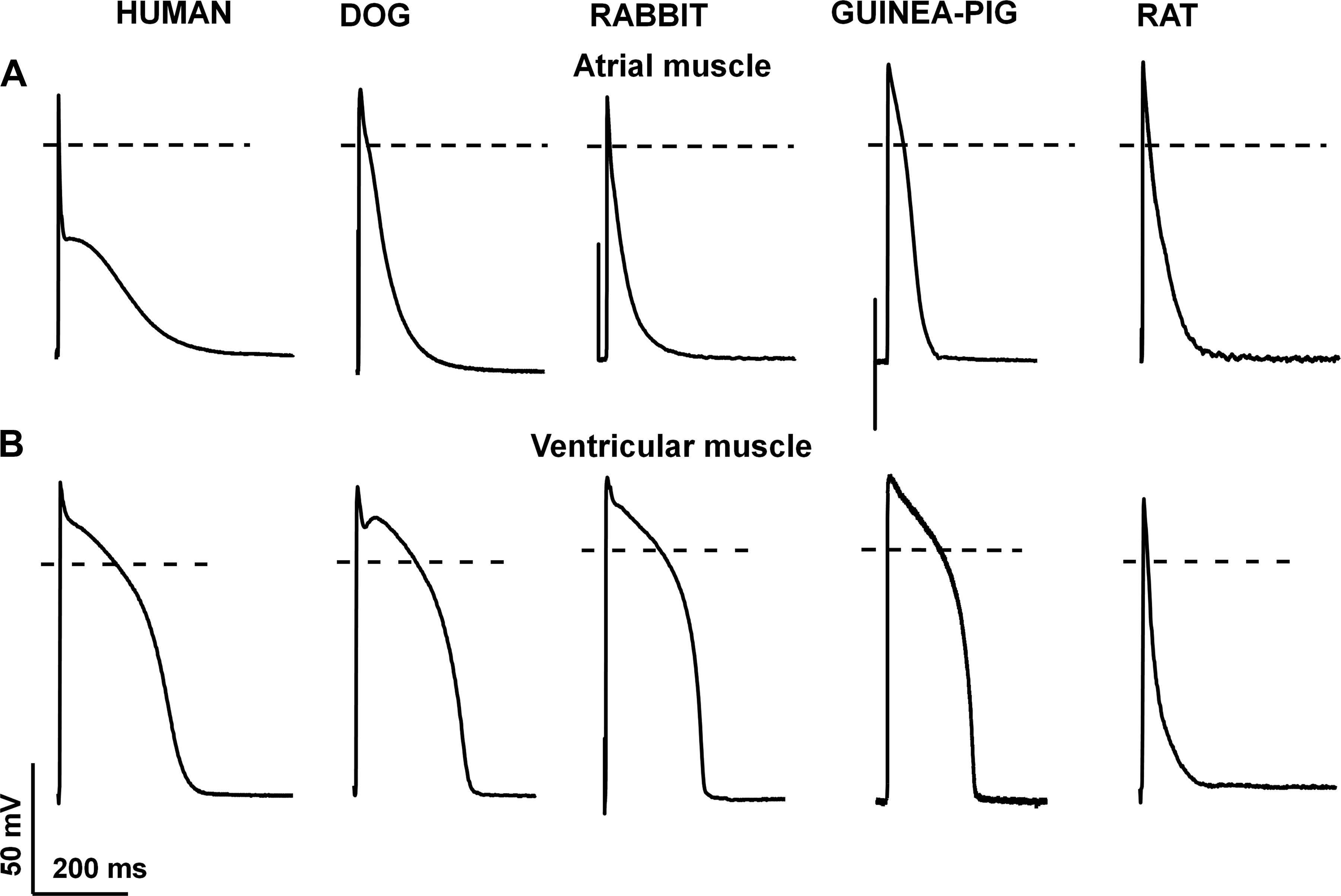 https://journals.physiology.org/cms/10.1152/physrev.00024.2019/asset/images/large/physrev.00024.2019_f0012.jpeg