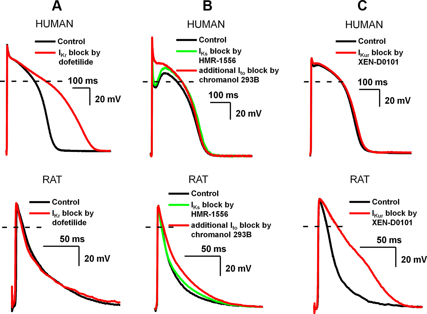 https://journals.physiology.org/cms/10.1152/physrev.00024.2019/asset/images/large/physrev.00024.2019_f0013.jpeg